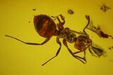 Fossil Ant (Formicidae) and Spider (Aranea) In Baltic Amber #135063-1